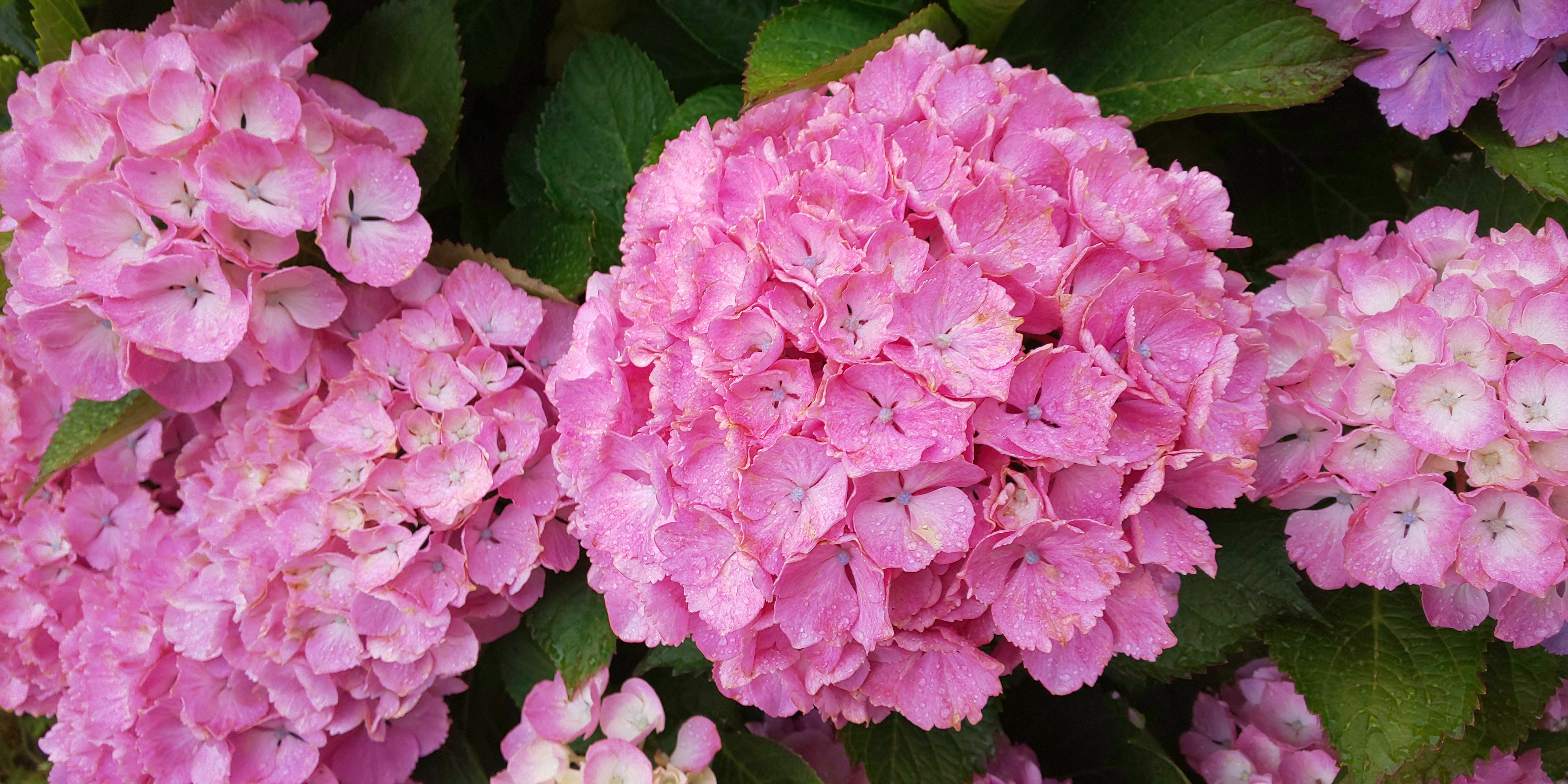 紫陽花 紫陽花