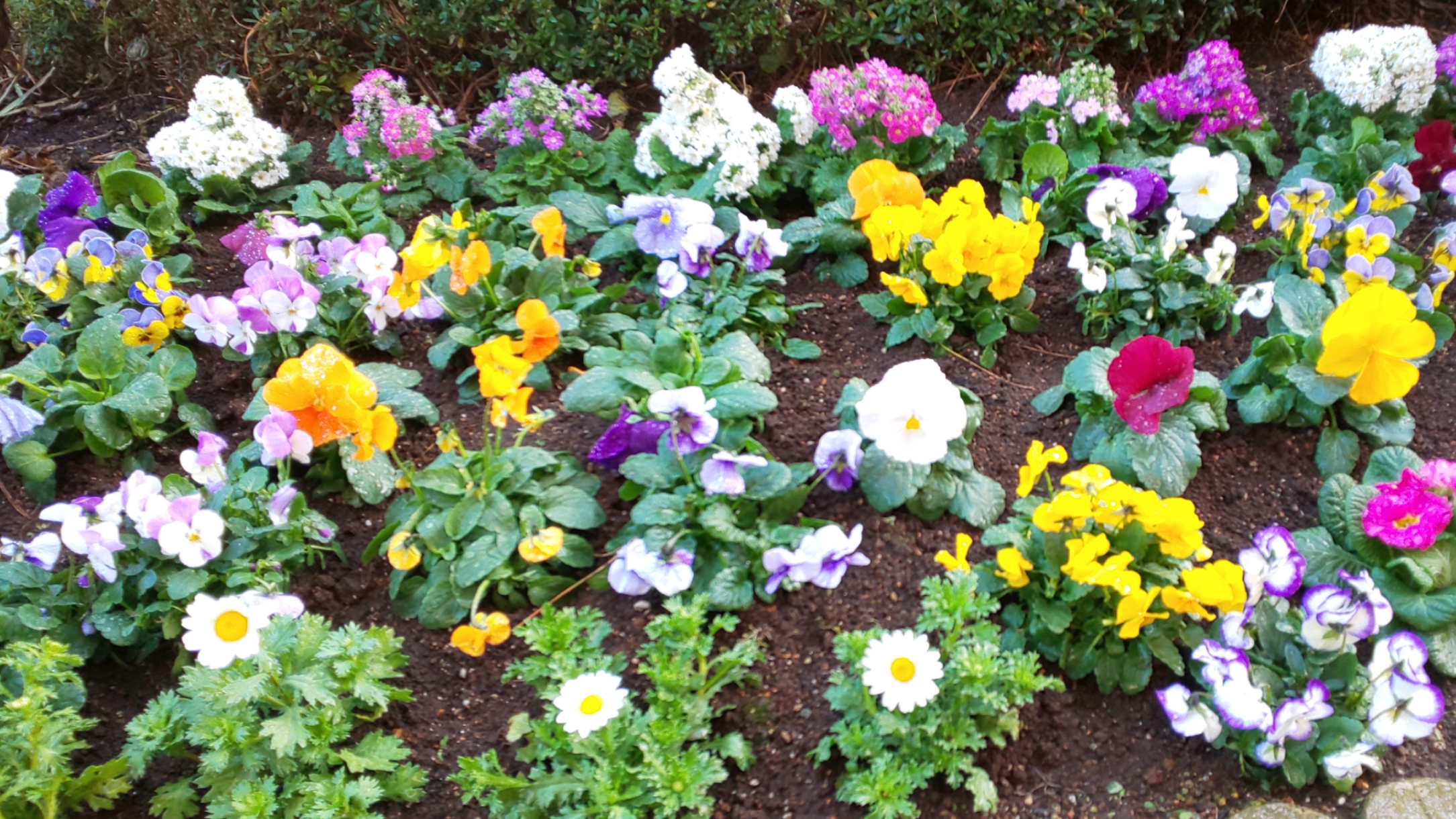 花壇のお花 花壇のお花