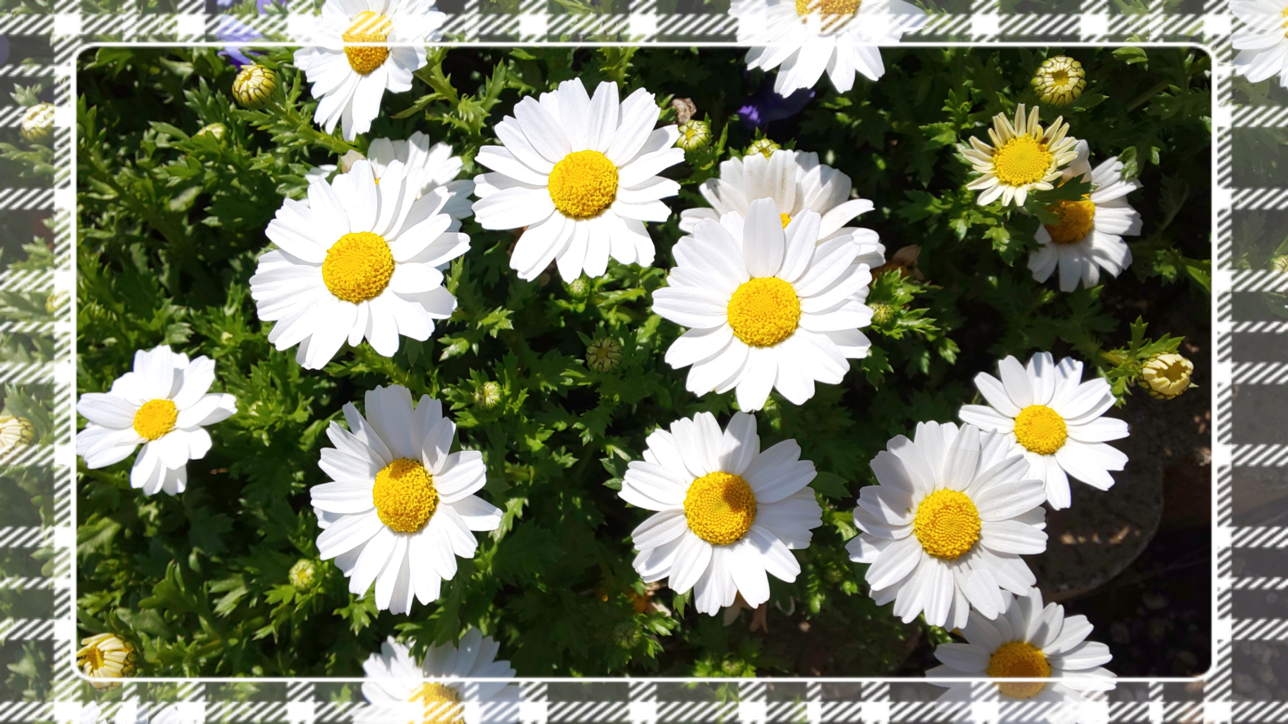 お花 お花