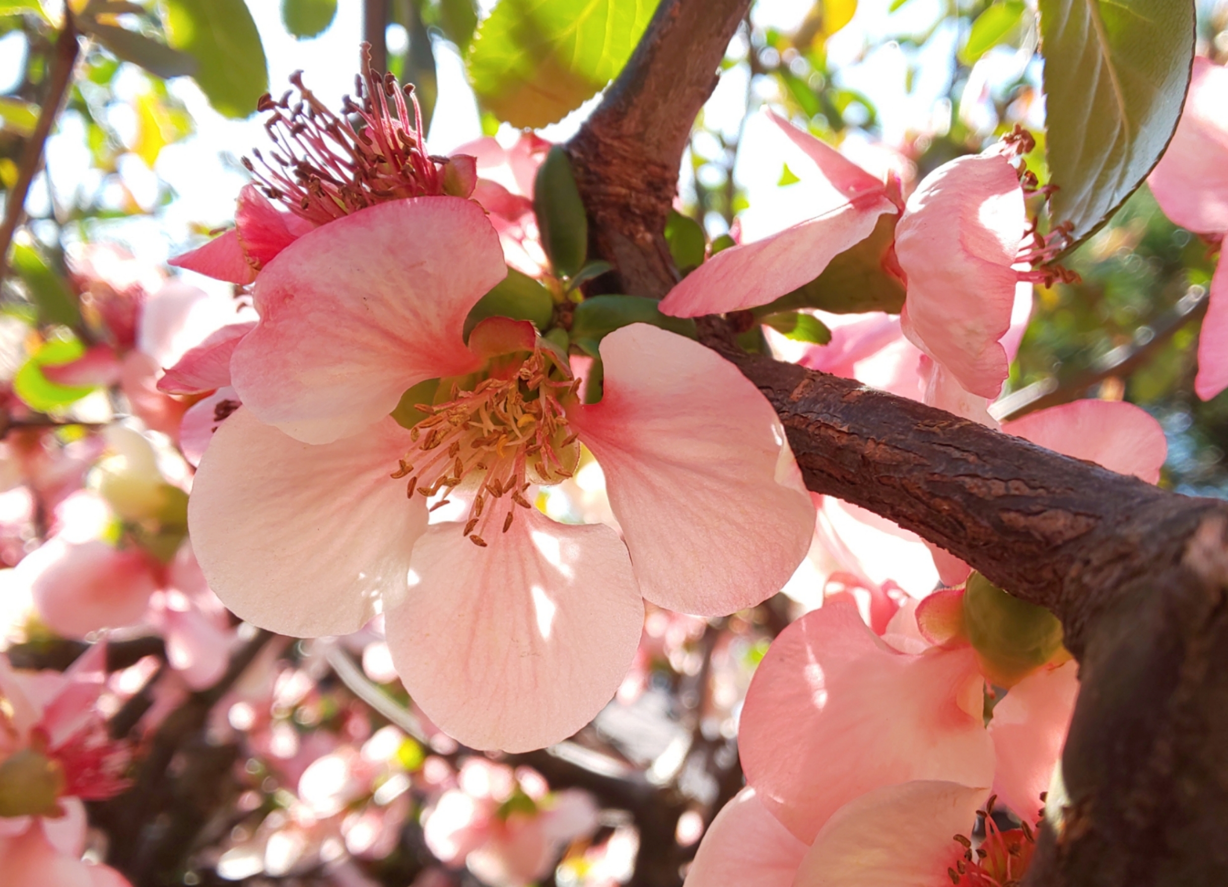 ボケの花 ボケの花