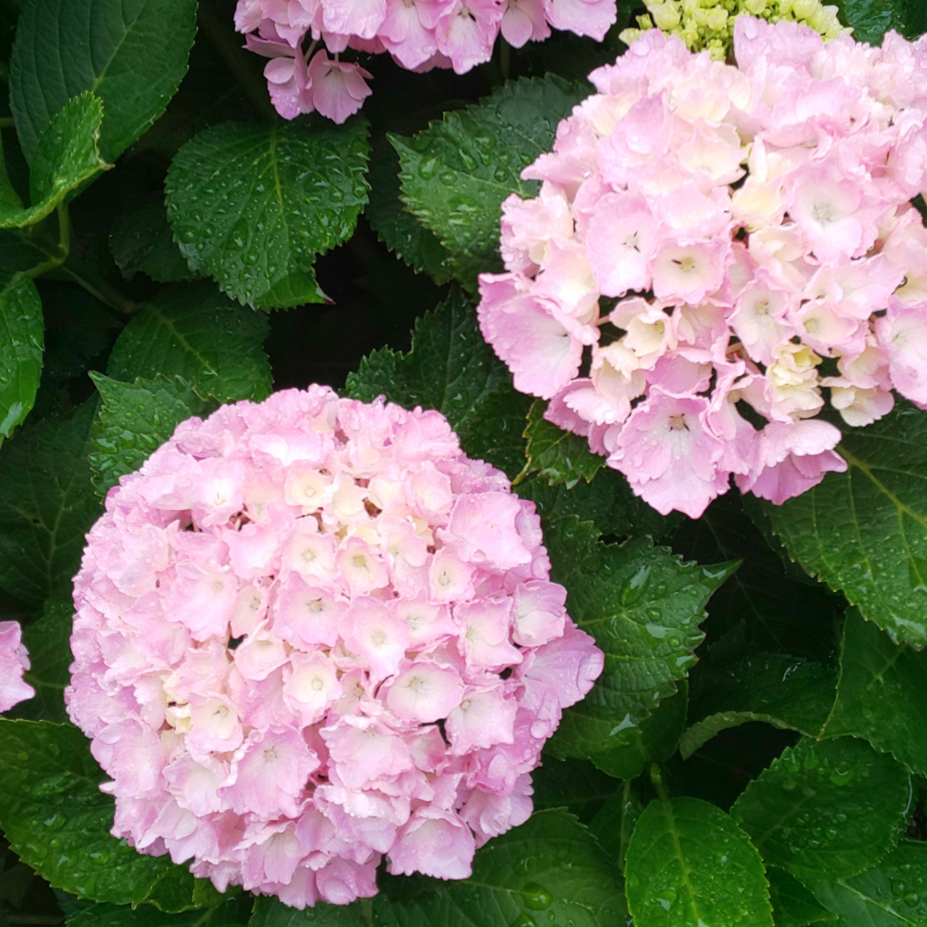 紫陽花 紫陽花
