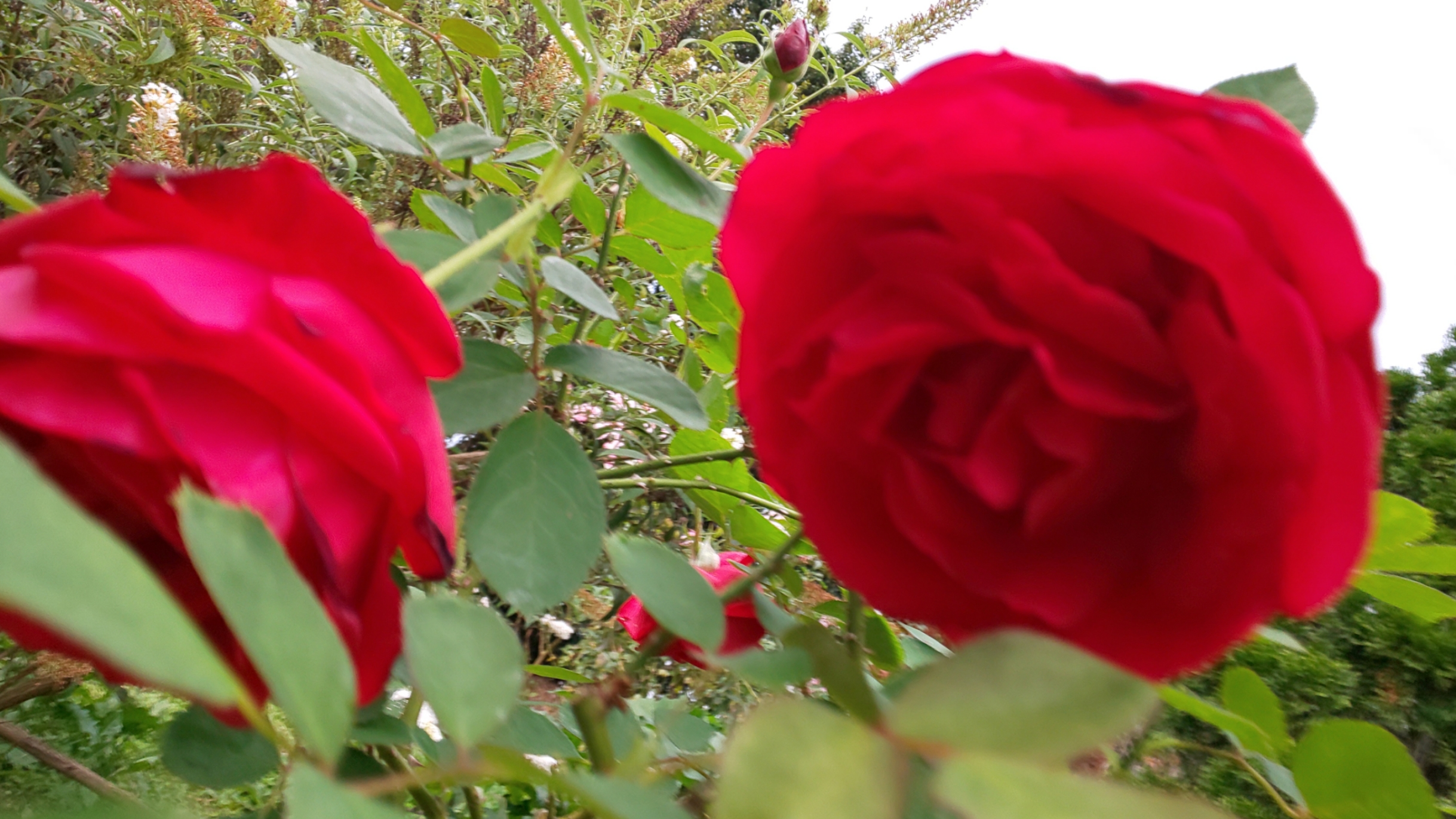 赤い薔薇 赤い薔薇