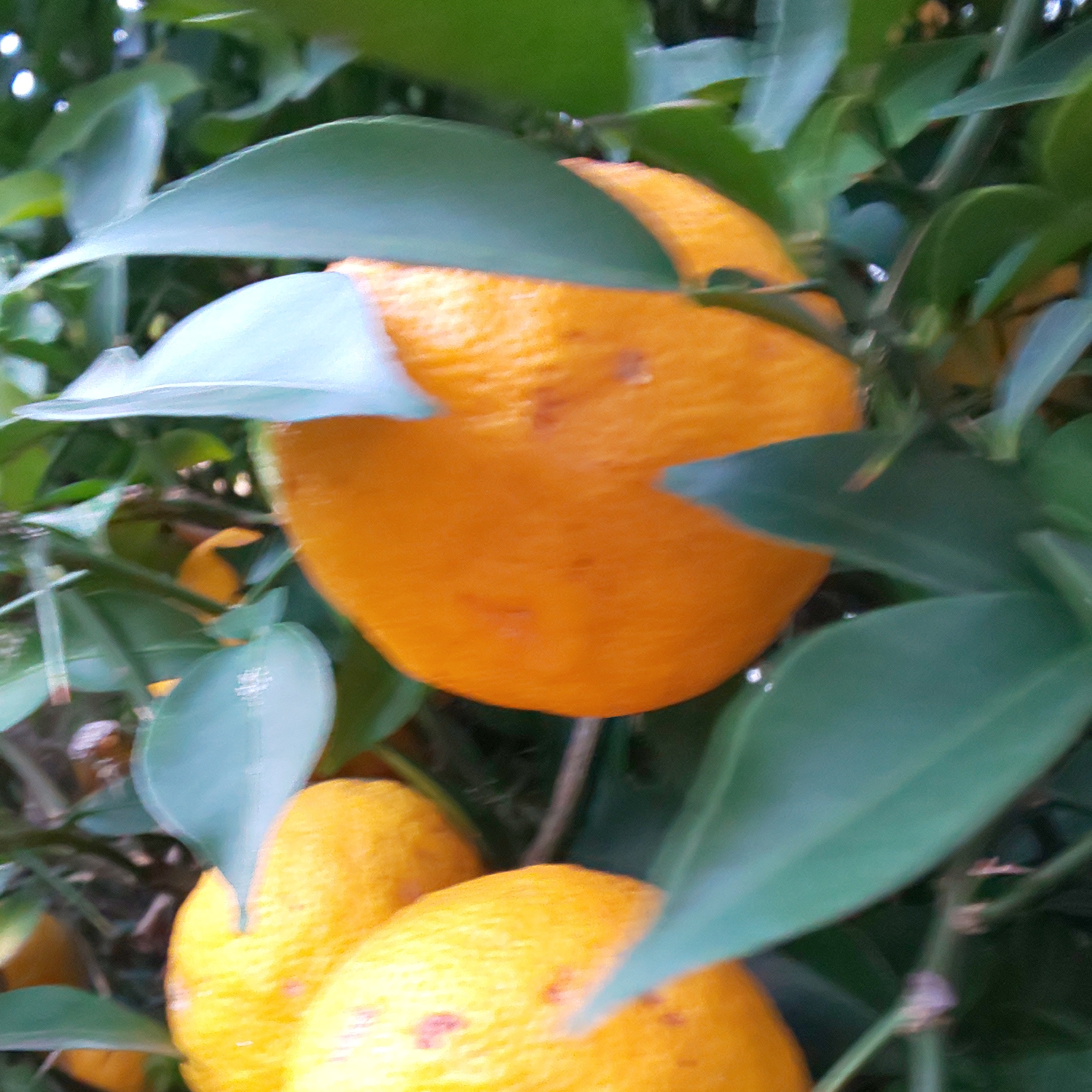 柚子 柚子